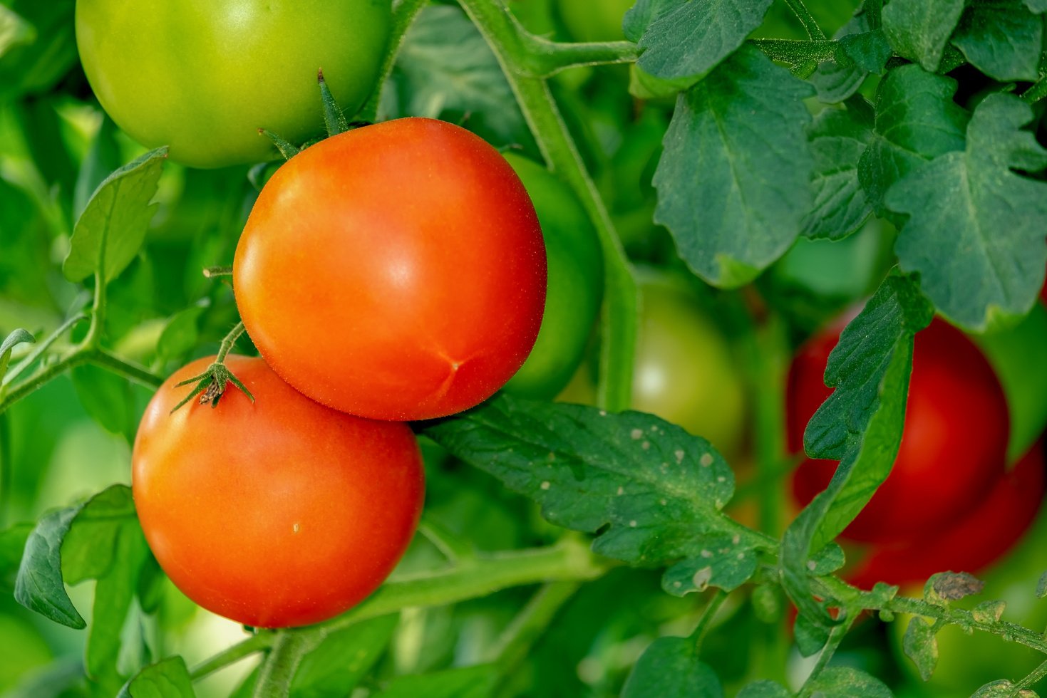 Tomatoes in the Garden